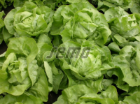 Salat MERKURION 1000p