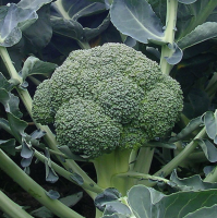 Brokoli IRONMAN 1000ts, puhtimata